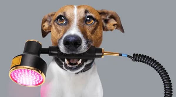 Low Level Laser Therapy for Achilles Tendon Pain - Podiatry health article from FALL Clinic Perth